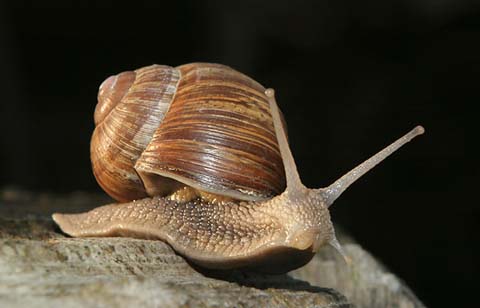 Is snail secretion the next magic beauty ingredient? Photo Credit: Jiri Bohdal